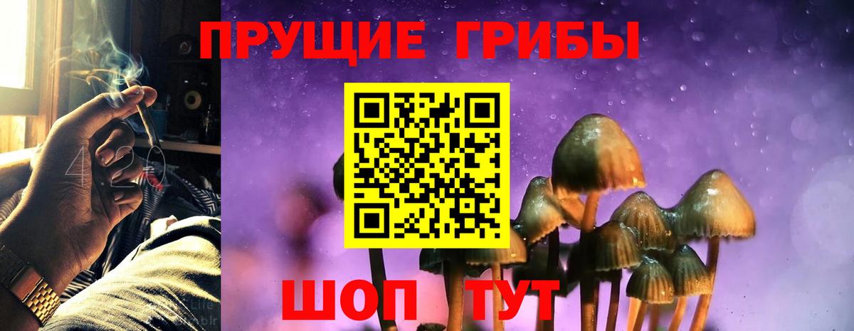 Псилоцибиновые грибы Psilocybine cubensis Коркино